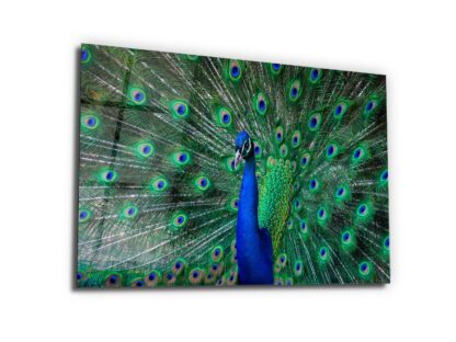 Beauty of the Peacock - Glass Wall Art