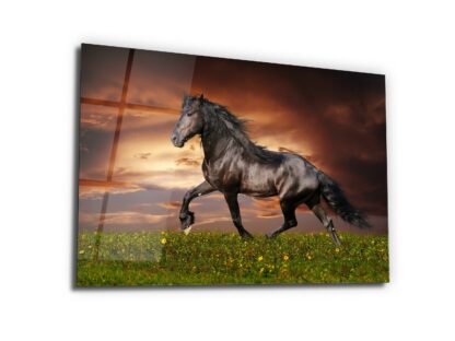 Black Stallion - Glass Wall Art